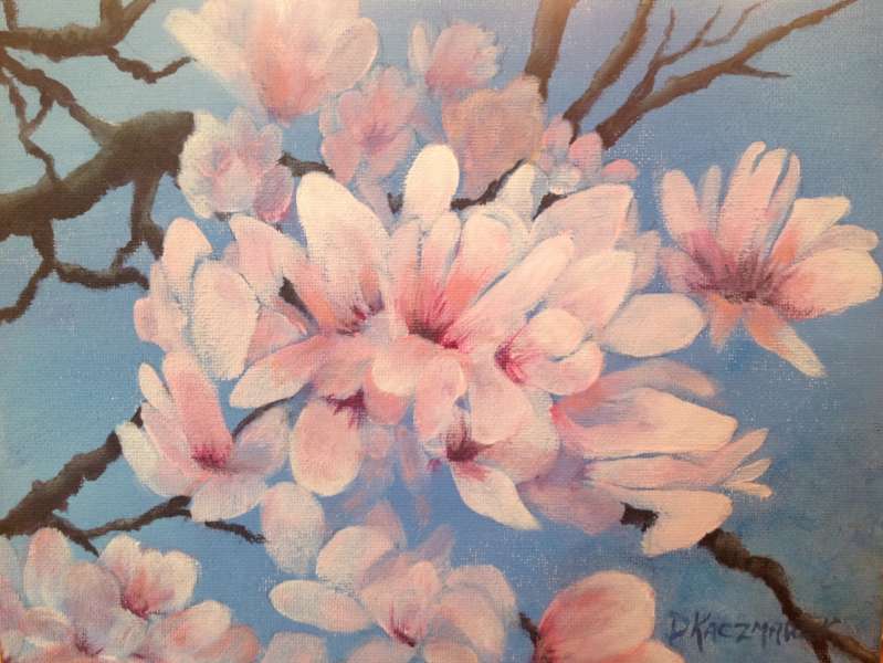 Magnolias - Spring in Washington 